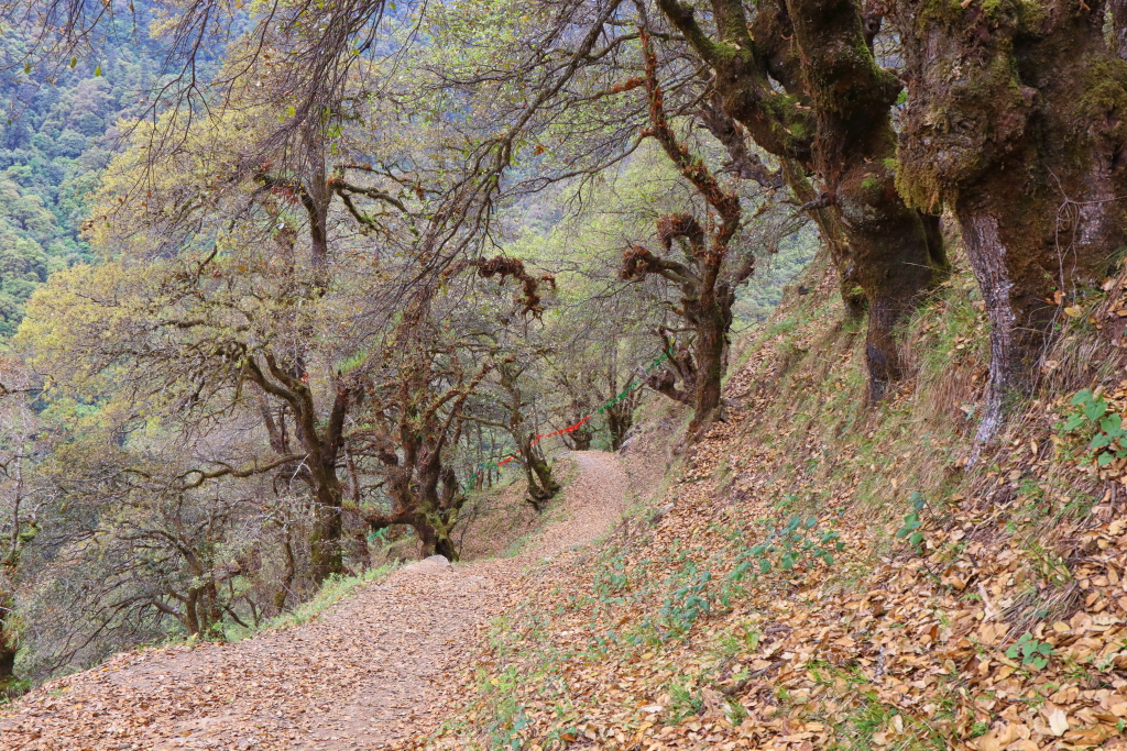 Hike Trail to Cheri Monastery