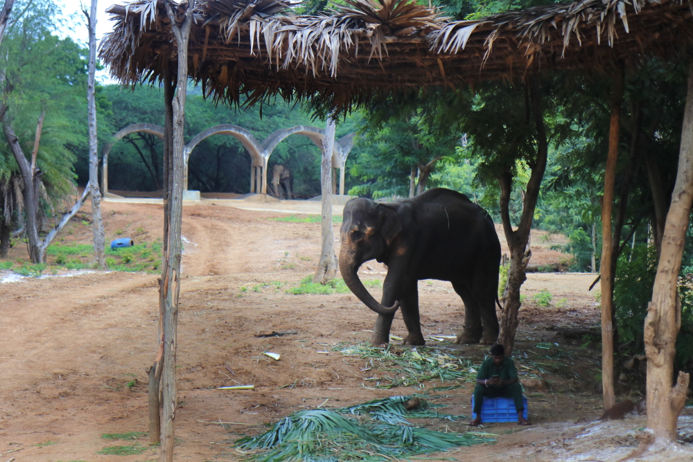 Image of Elephant Stable inside Indira Gandhi Zoological Park in Vizag.