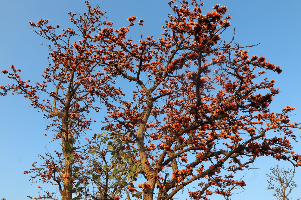 Image of blooming Palash (Butea monosperma) whcih is a very common species seen in the western districts of West Bengal particularly Bankura, Birbhum and Purulia. Here the bloomin of Palash Flower is linked with the onset of spring season, especially through the poems and songs of Nobel Laureate Rabindranath Tagore who compared these deep orange flame-shaped flowers like a fire of the jungle.