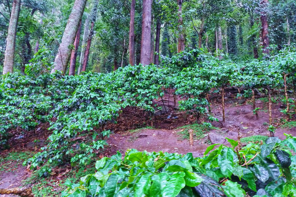 An image of Anathagiri coffee plantation