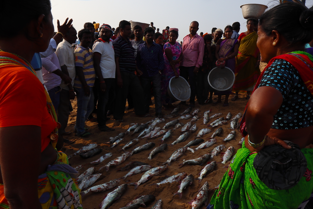 Fish auction in Penthakata sea beach