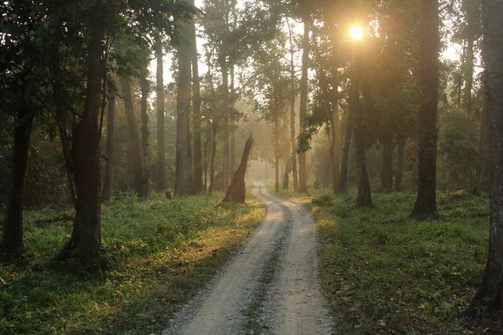 While in Murti you should not miss the early morning jungle safari in Gorumara Forest. The play of light and shadow over the safari trail looks magical and the excitement reaches its peak when an animal suddenly appear in front of your car.