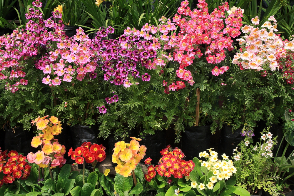 Uttarey is a small village in Sikkim. You can see beautiful flower garden in front of every house there.