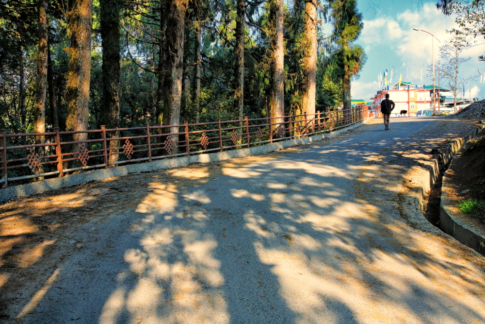 Image of a street covered with shadows of tall pine trees.