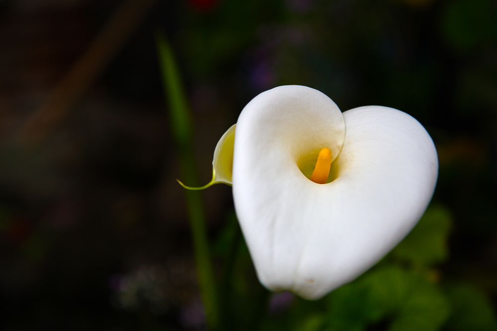 Image of an orchid flower in Pelling in Sikkim.