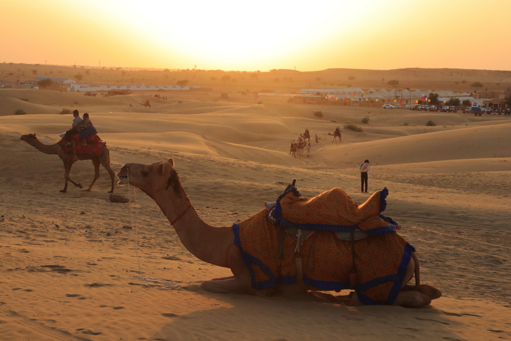 At the end of the day in Sam sand dunes, A camel is resting in foreground while tourists are still enjoying camel safari around. The desert camps could be seen in the background.