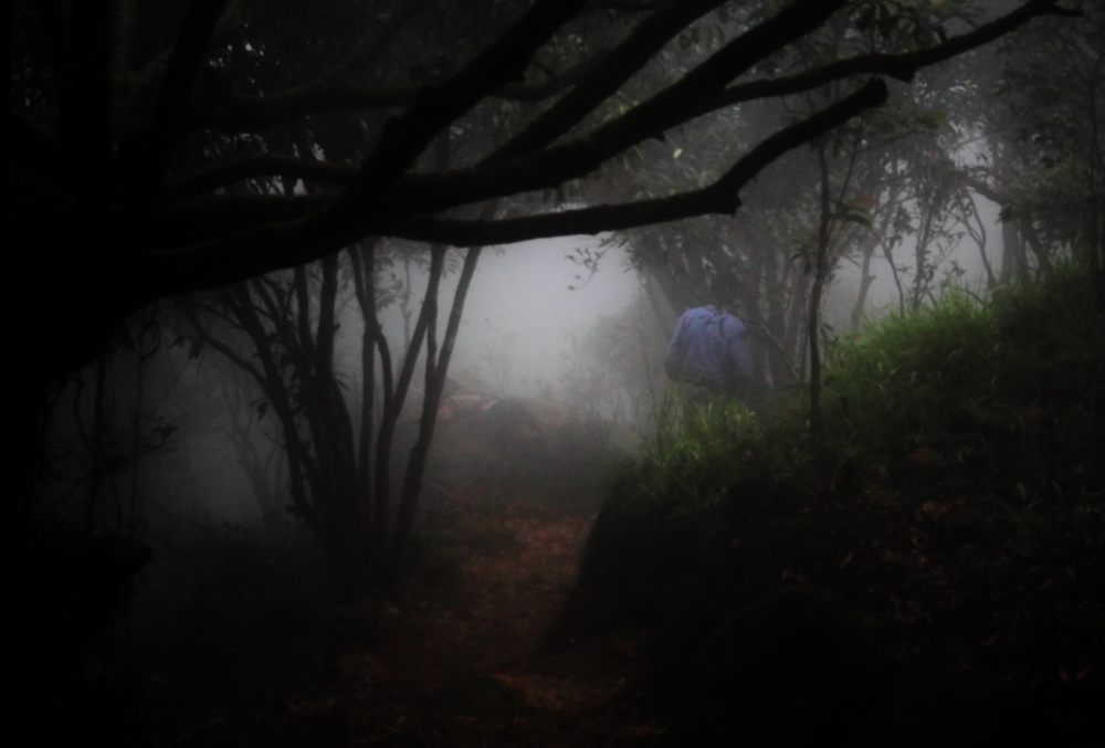 The dense mist within the forest makes the surrounding like a scene from a suspense movie