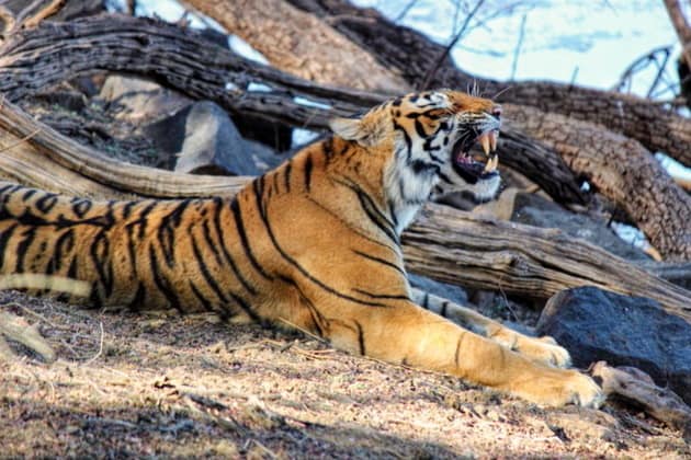 Ranthambore is one of the most visited national parks in India. Sighting a Royal Bengal Tiger here the forest is always special for wildlife enthusiasts visiting the park.