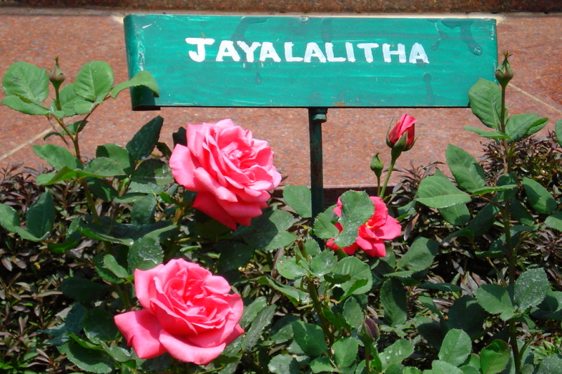 A rose plant inside Ooty Rose Garden, Tamilnadu, India